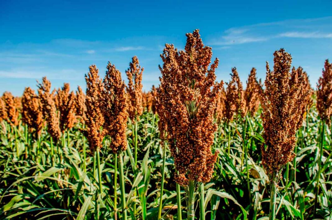 campana-2024/25:-el-area-sembrada-con-sorgo-granifero-podria-crecer-30%