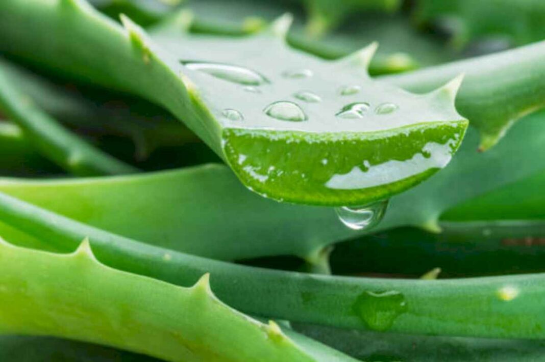 como-se-prepara-el-te-de-aloe-vera-que-aporta-beneficios-al-aparato-circulatorio