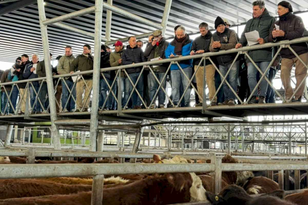 con-un-remate-especial,-la-firma-colombo-y-magliano-celebro-su-aniversario-en-el-mercado-agroganadero