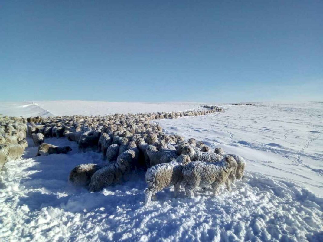 esto-es-una-catastrofe:-llegaron-los-primeros-camiones-con-alfalfa-para-tratar-de-salvar-a-miles-de-animales-en-jaque-por-la-nieve-en-el-sur