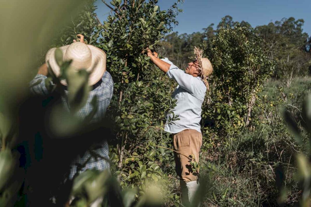 tras-una-fuerte-controversia:-una-provincia-permitira-que-el-herbicida-glifosato-se-pueda-usar-hasta-2030