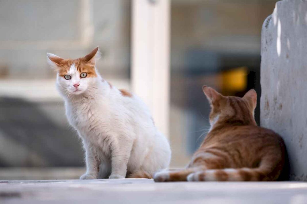 que-significa-que-un-gato-aparezca-en-tu-casa-de-repente