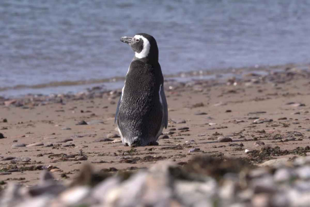 un-reality-diferente:-asi-se-puede-ver-las-24-horas-la-llegada-de-los-pinguinos-a-chubut-y-el-nacimiento-de-las-crias