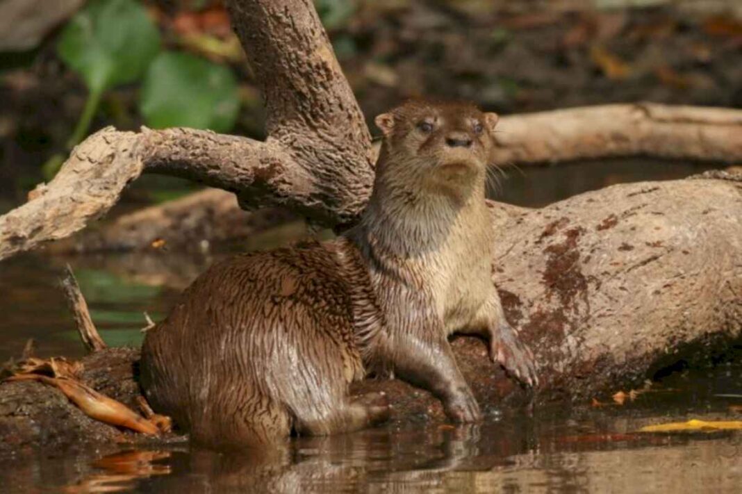 cientificos-descubrieron-un-nuevo-mamifero-en-sudamerica,-que-fue-confundido-con-una-especie-similar