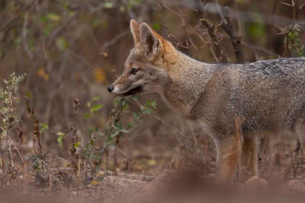 dia-mundial-de-los-animales:-cual-es-su-finalidad-y-por-que-se-celebra-cada-4-de-octubre