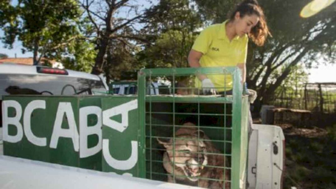 trasladaron-a-uruguay-a-seis-pumas-argentinos-rescatados-del-trafico-de-fauna