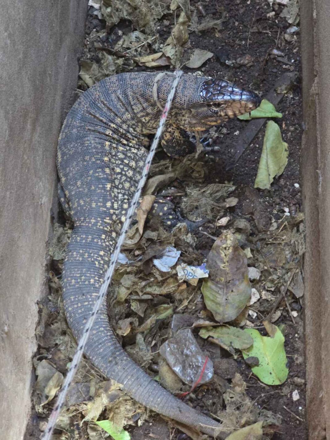 cordoba:-capturaron-un-lagarto-overo-que-estaba-en-una-casa